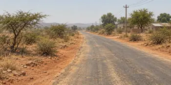 A desert road with low thorn trees in hard noon light